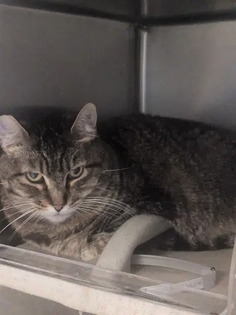 Jamba - Domestic Short Hair