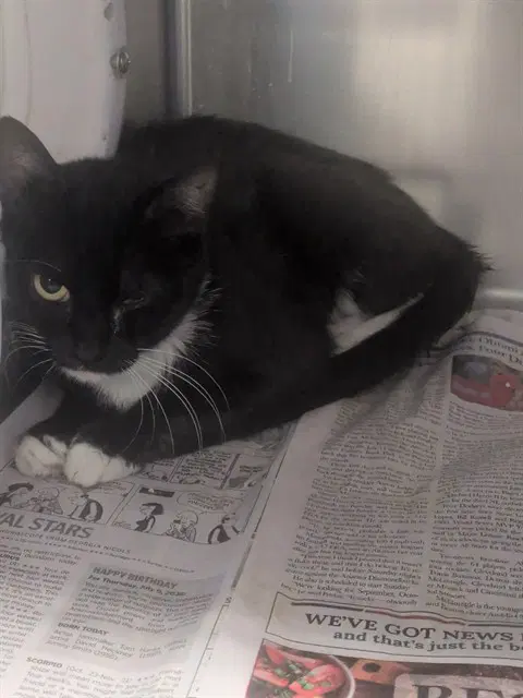 Mamay - Domestic Short Hair