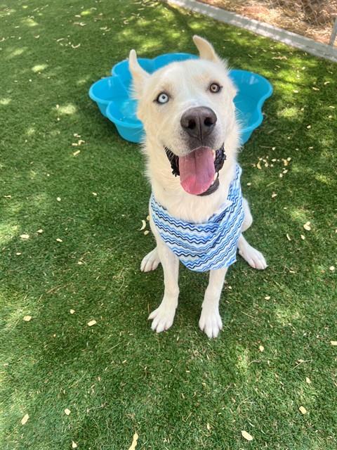 picture of the dog needing adoption