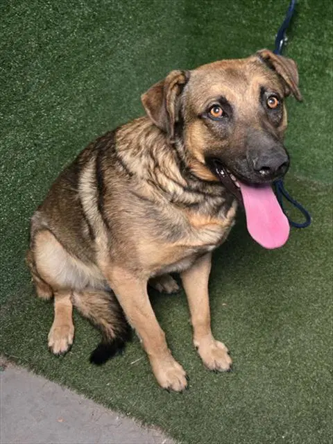 Unknown - Anatolian Shepherd