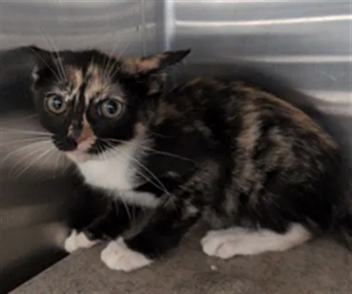 Callie - Domestic Short Hair