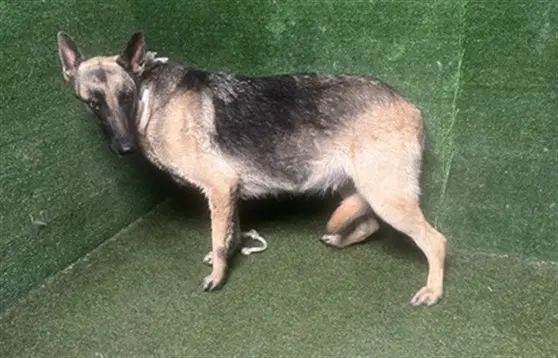 Pharrella - German Shepherd Dog