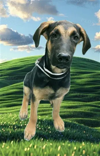 Buster - German Shepherd Dog