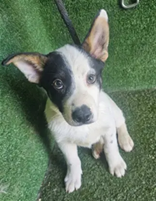 Saturn - Australian Shepherd