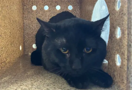 Cookie - Domestic Short Hair