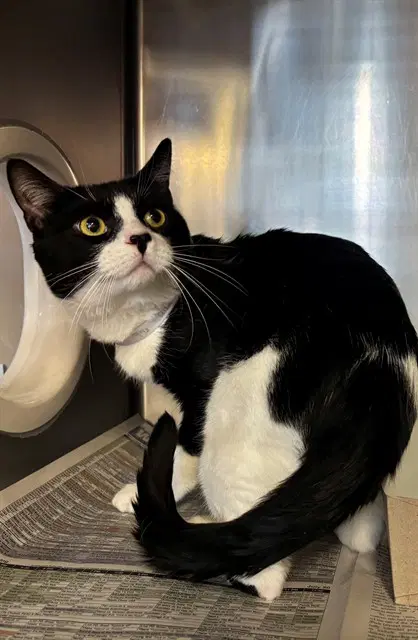 Oreo - Domestic Short Hair