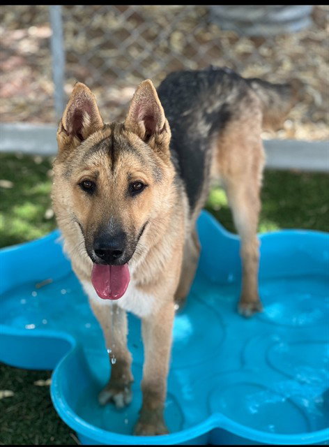 picture of the dog needing adoption