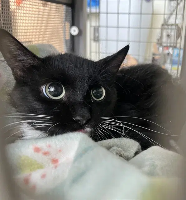 Daisy - Domestic Short Hair