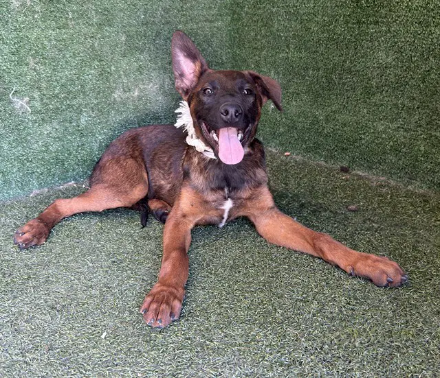 Jelly - German Shepherd Dog