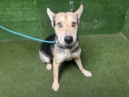 picture of the dog needing adoption