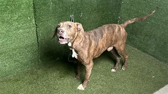 Leif - Pit Bull Terrier