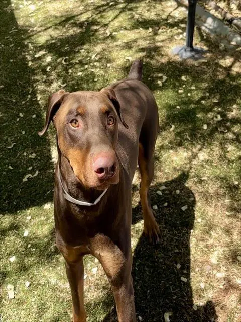 Kairo - Doberman Pinscher