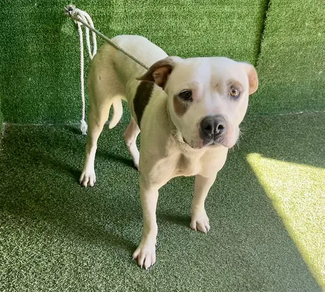 Nyla - Pit Bull Terrier