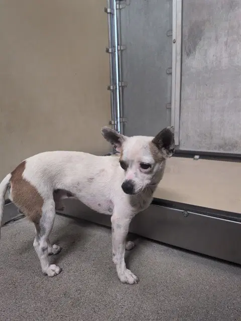 The Rock - Chihuahua