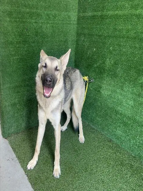 Unknown - German Shepherd Dog