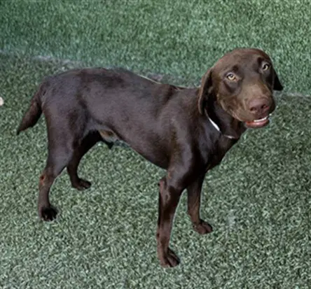 Unknown - Labrador Retriever