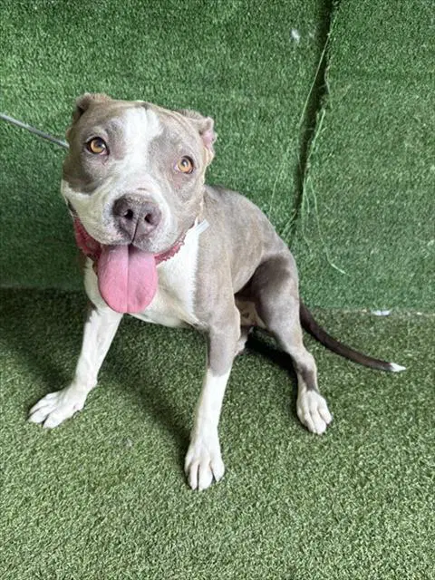 Tink - Pit Bull Terrier