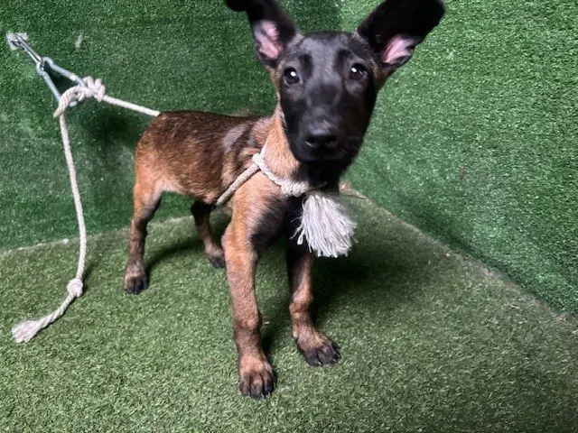 Swan - Belgian Shepherd Malinois