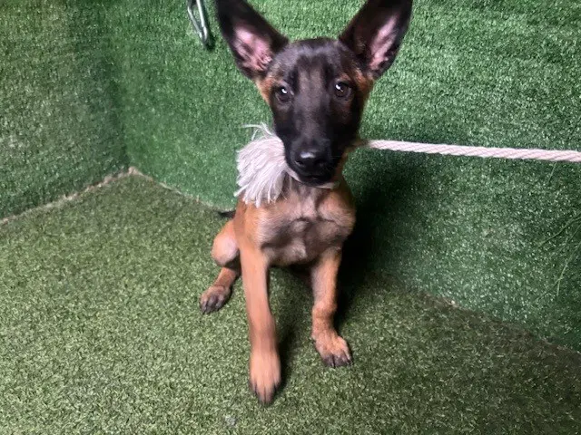 Heron - Belgian Shepherd Malinois