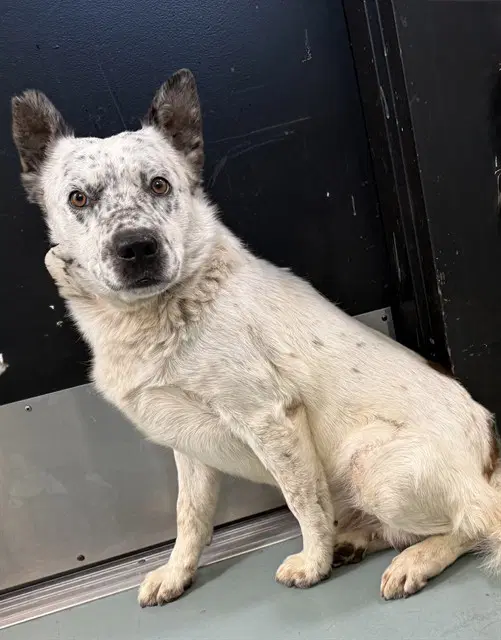Solo Vino - Australian Cattle Dog/Blue Heeler