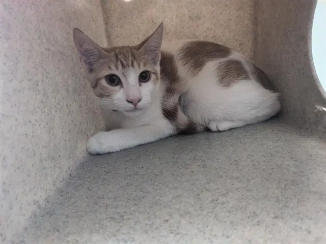 Chevy - Domestic Short Hair