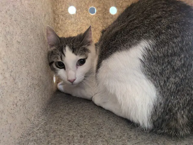Chico - Domestic Short Hair
