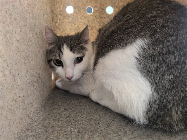 Chico