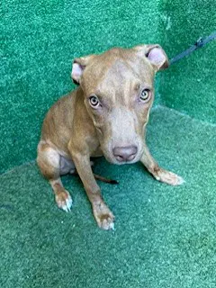 Da Vinci - Pit Bull Terrier
