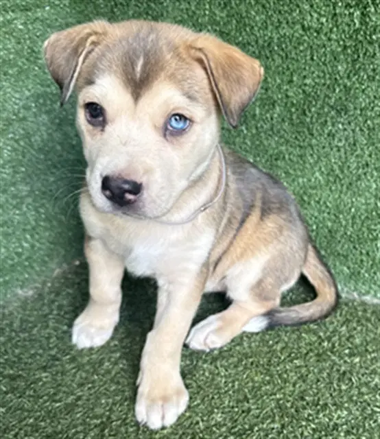 Unknown - Siberian Husky