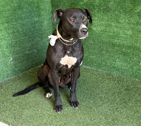 Penny - Pit Bull Terrier