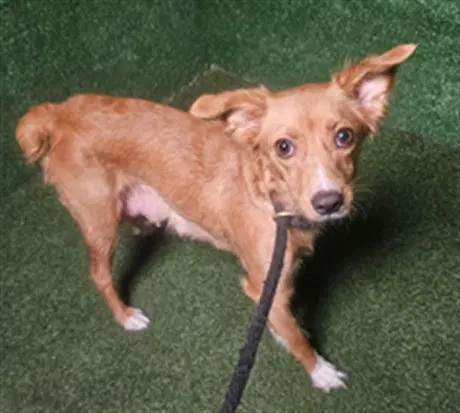 Chiquita - Chihuahua