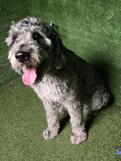Estrella - Schnauzer