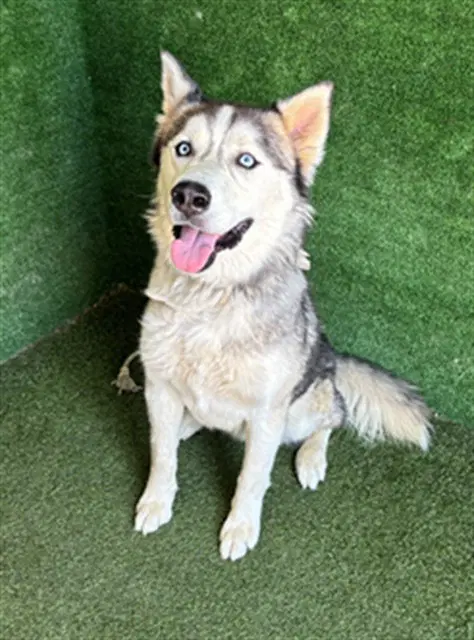 Loki - Siberian Husky