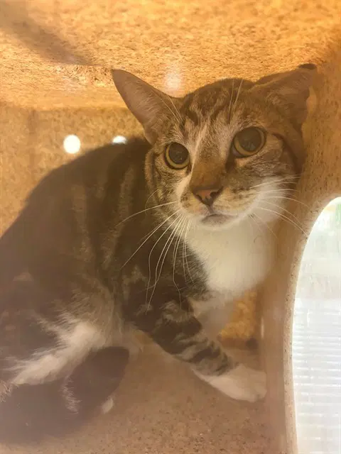 Pat - Domestic Short Hair