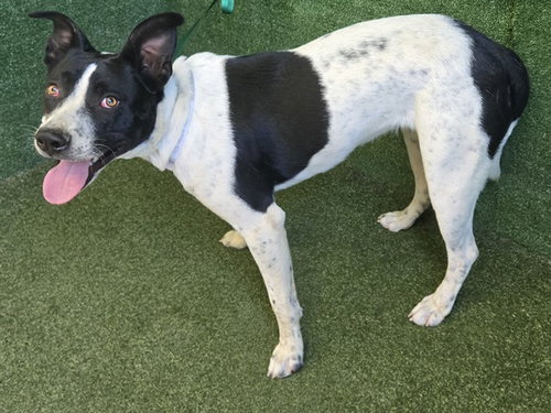 picture of the dog needing adoption