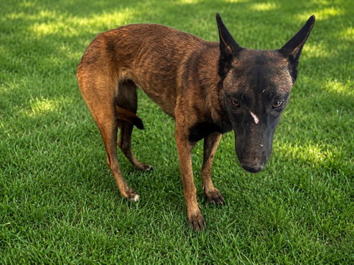 picture of the dog needing adoption