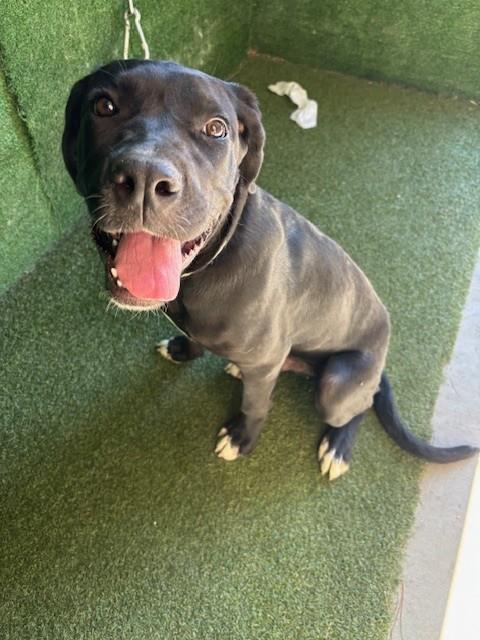 picture of the dog needing adoption