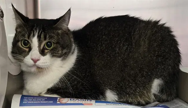 Pink Nose - Domestic Short Hair
