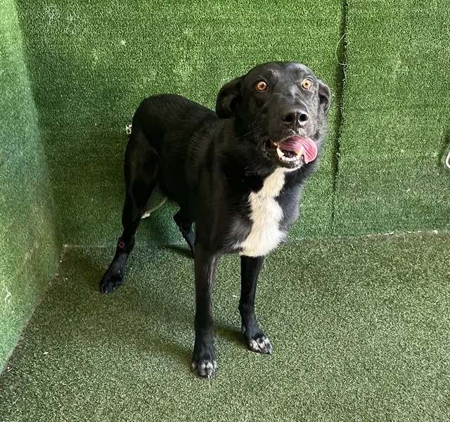 Unknown - Labrador Retriever