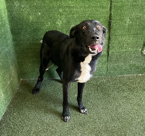 picture of the dog needing adoption