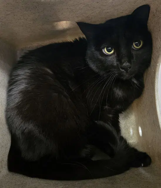 Salem - Domestic Short Hair