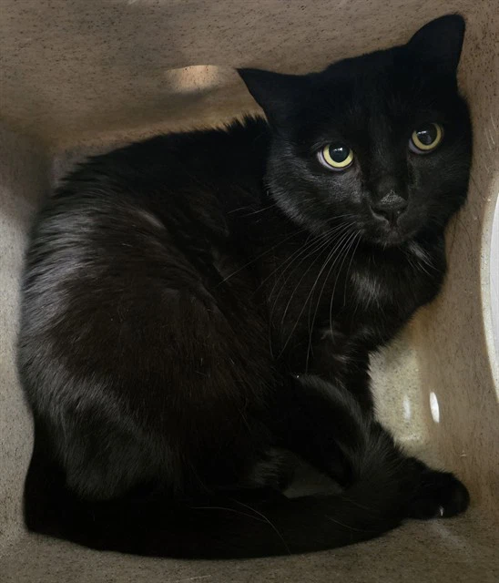 Salem