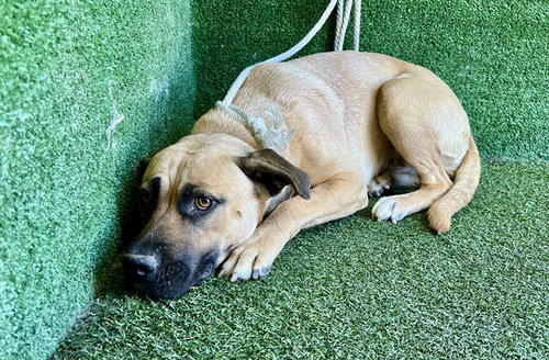 picture of the dog needing adoption