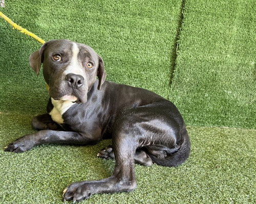 picture of the dog needing adoption
