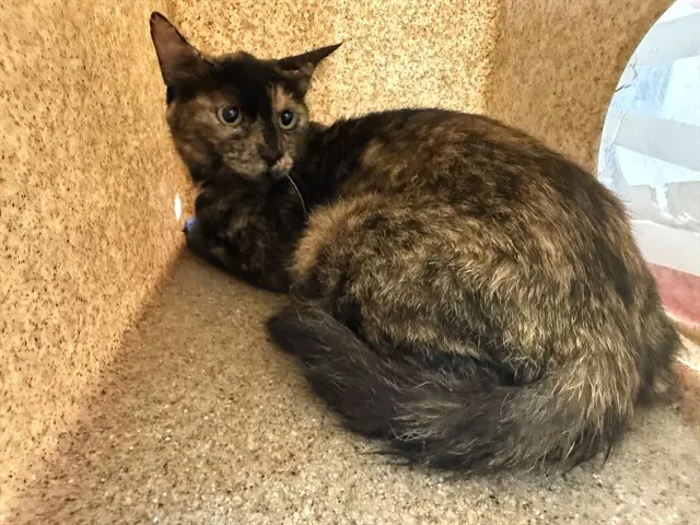 Manchas - Domestic Short Hair