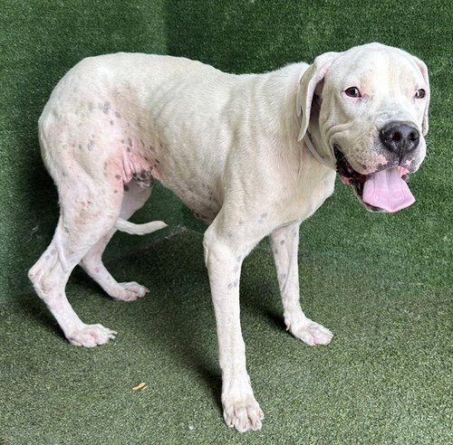 picture of the dog needing adoption