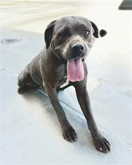 Lily - Cane Corso Mastiff
