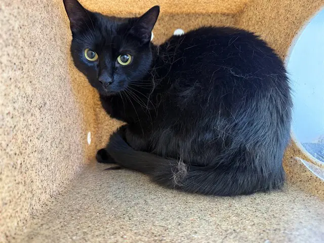 Wednesday - Domestic Short Hair