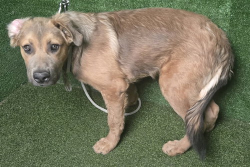 picture of the dog needing adoption