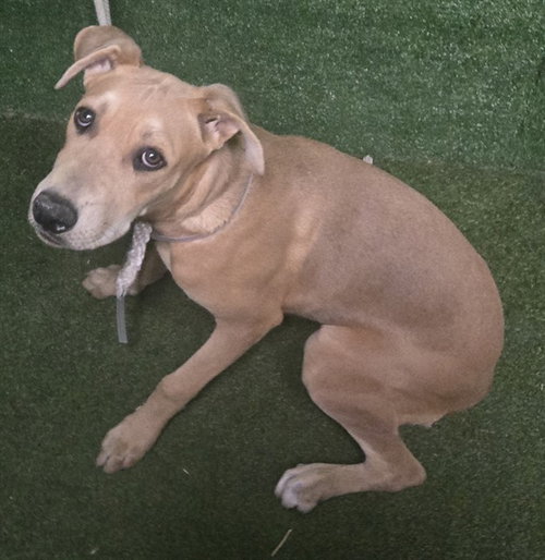 picture of the dog needing adoption